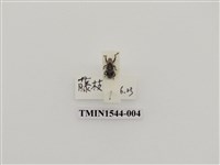 藏品(象鼻蟲科)的圖片